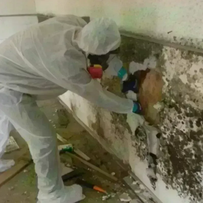 Mold Remediation and Removal in Benton, IL